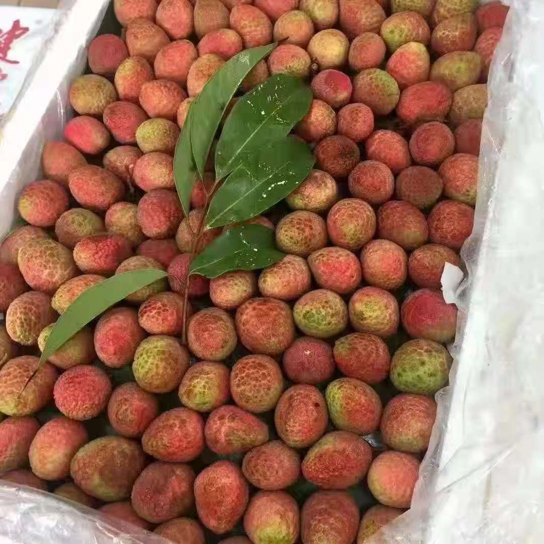 航空可以發(fā)荔枝嗎？-成都寵物空運