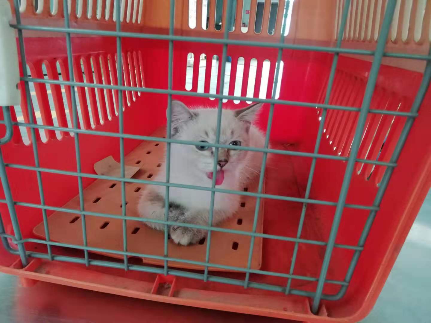 下雨天對寵物有沒有影響？